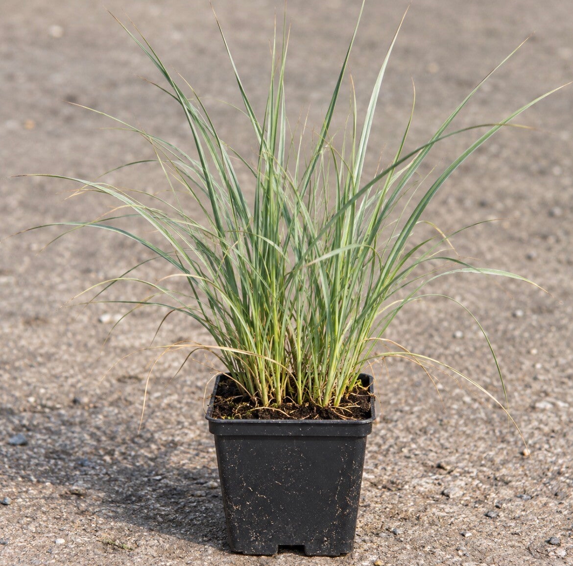 Ammophila Arenaria