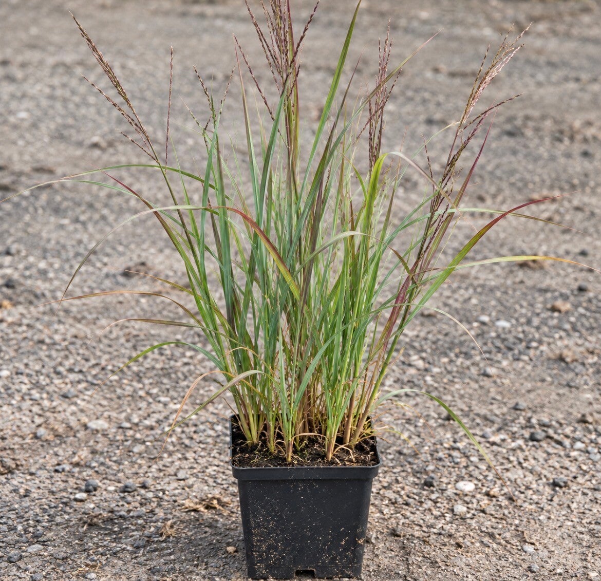 Andropogon Gerardii