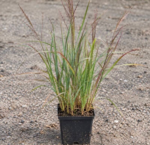 Andropogon Gerardii