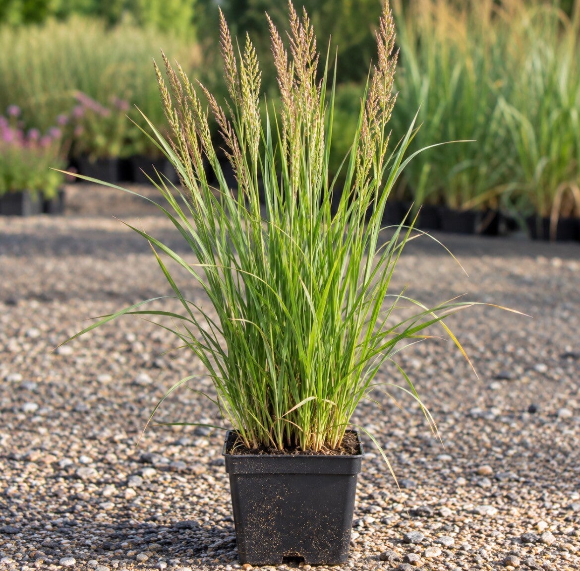 Calamagrostis a Karl Foerster