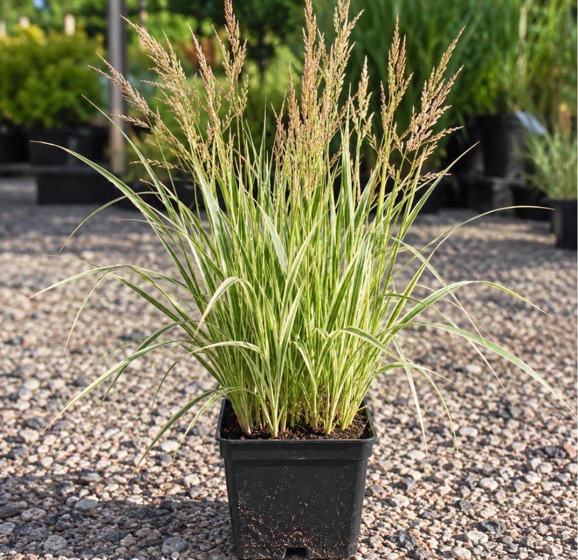 Calamagrostis a. Overdam