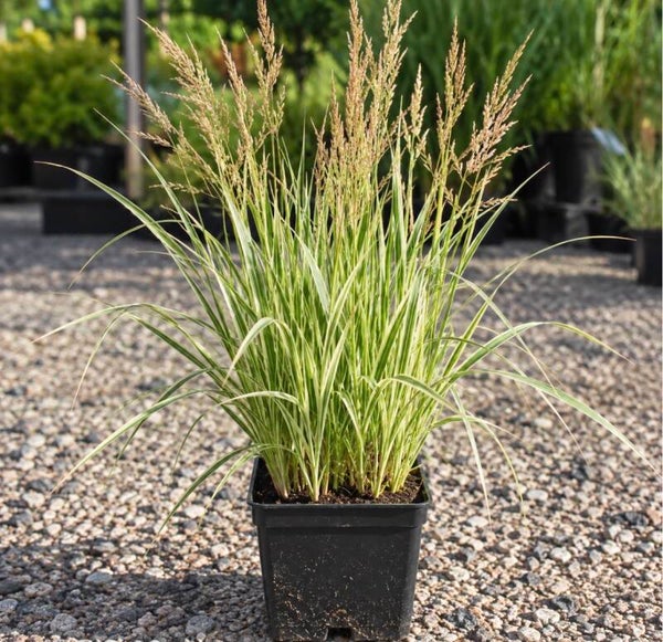 Calamagrostis a. Overdam