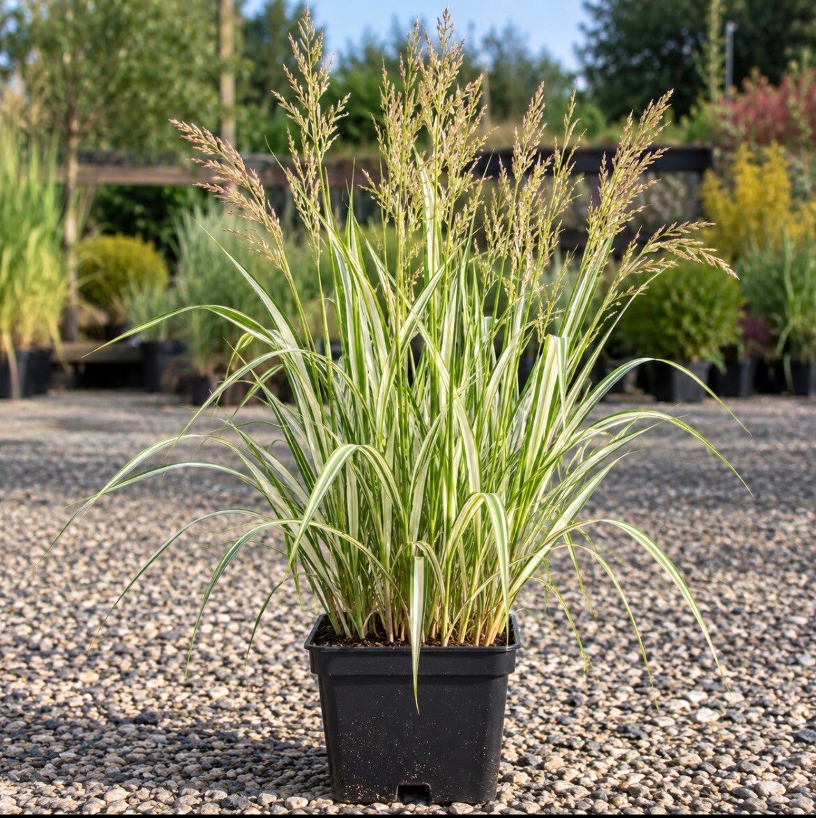 Calamagrostis Avalanche
