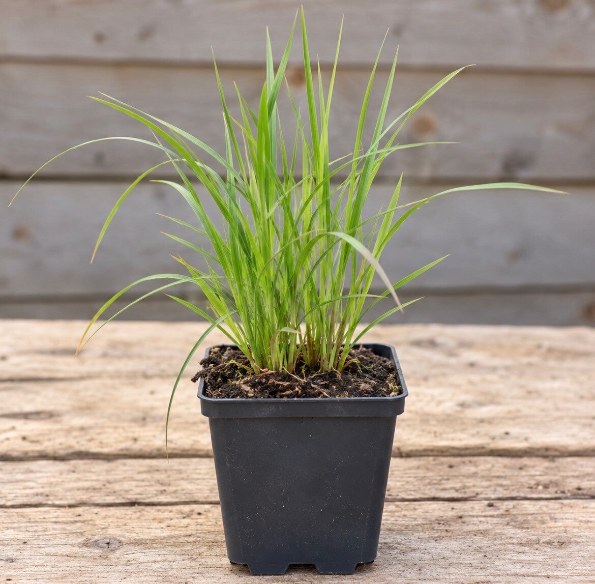 Calamagrostis Brachytricha