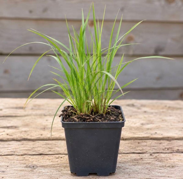 Calamagrostis Brachytricha