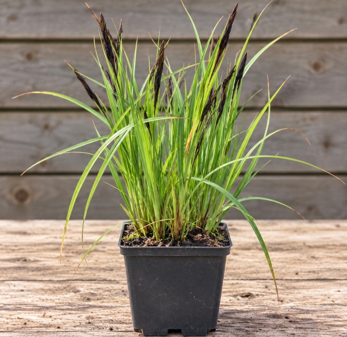 Carex acutiformis