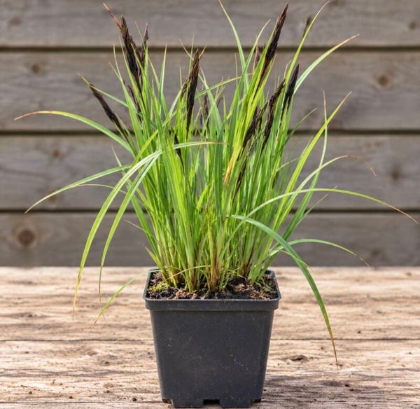 Carex acutiformis