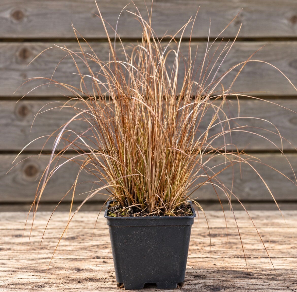 Carex Buchananii
