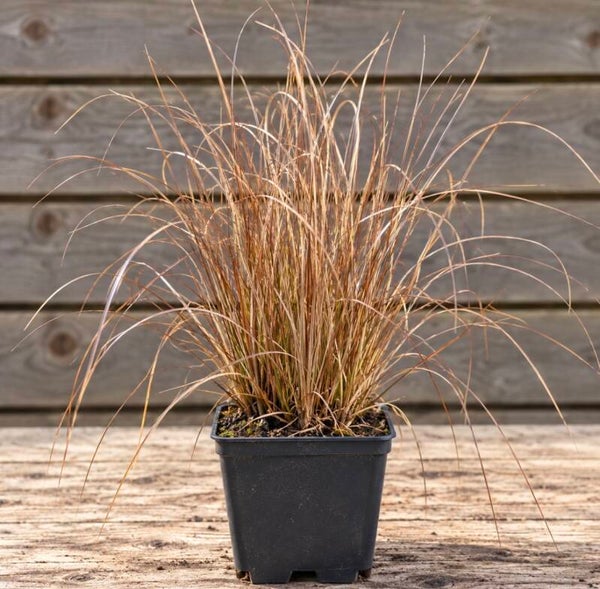 Carex Buchananii