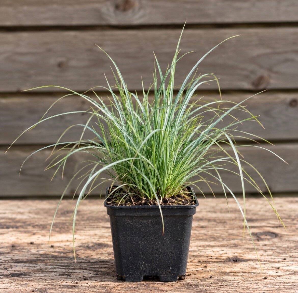 Carex Comans Amazon Mist