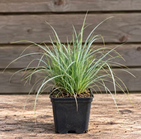 Carex Comans Amazon Mist