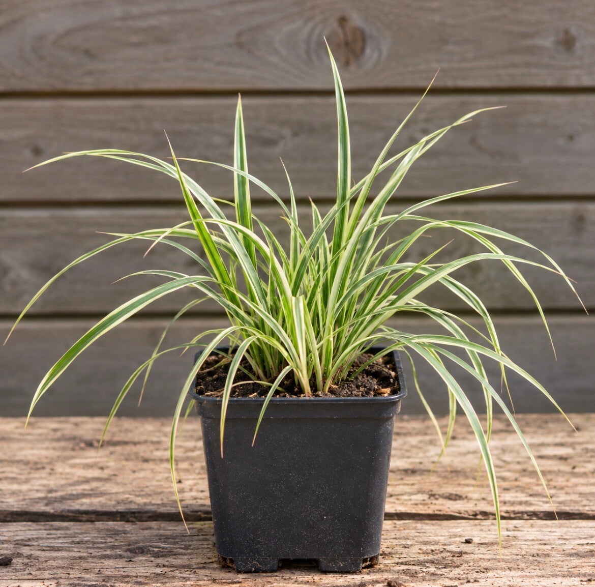 Carex Feather Falls