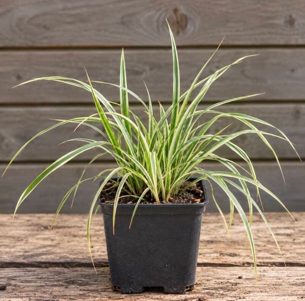 Carex Feather Falls