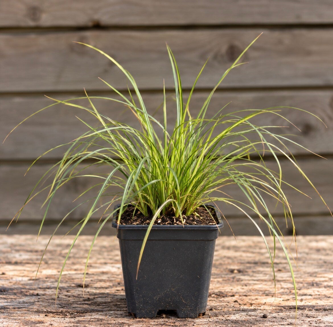 Carex flag. Kiwi