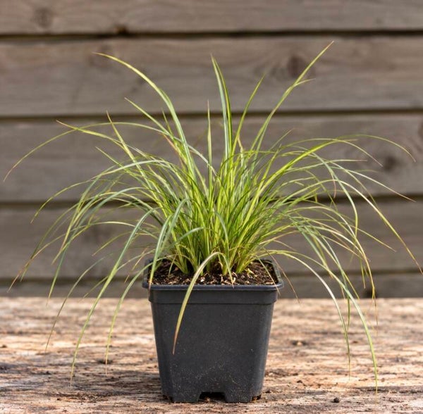 Carex flag. Kiwi