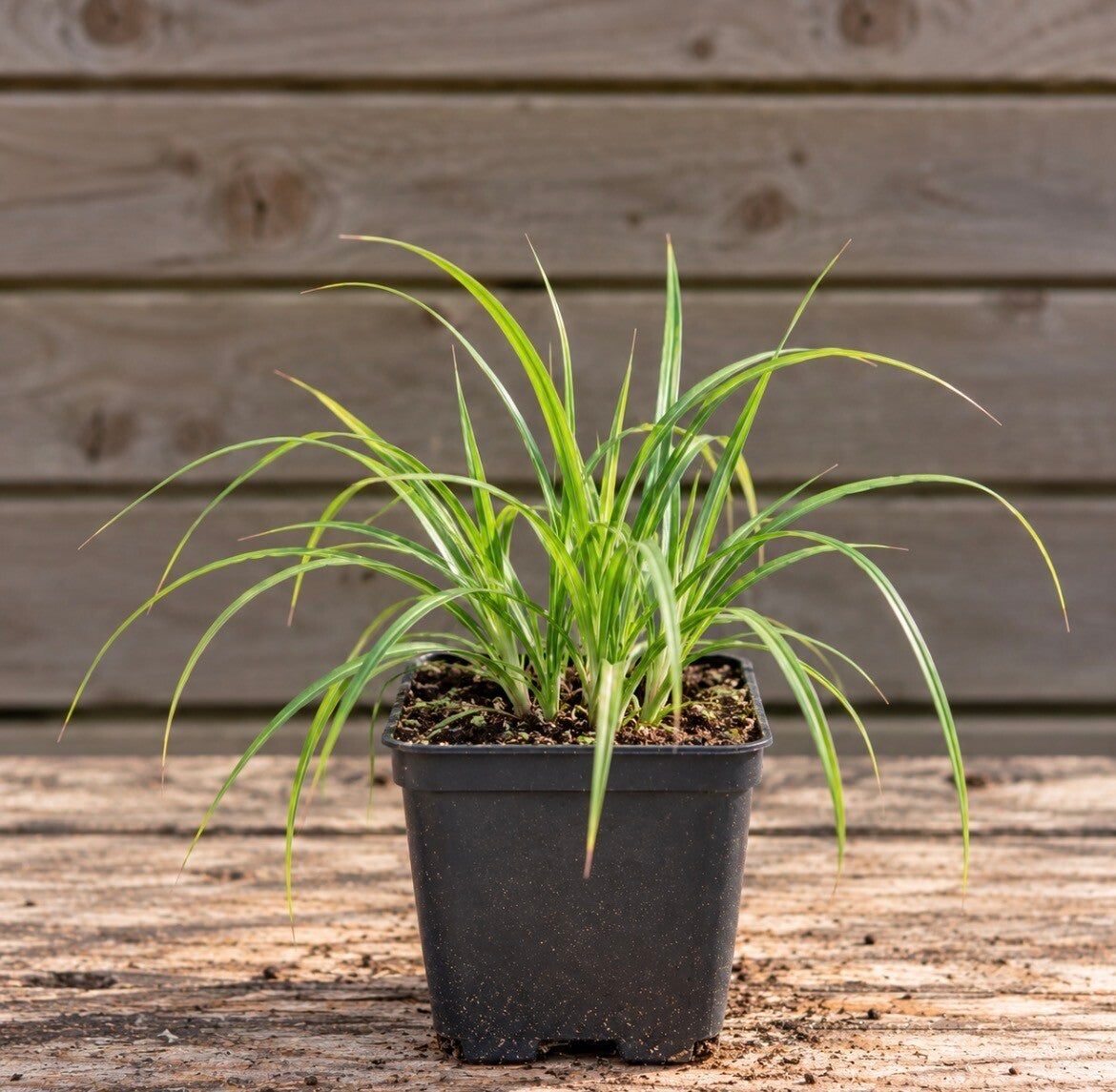 Carex Foliosissima Irish Green