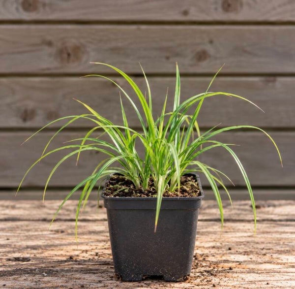 Carex Foliosissima Irish Green