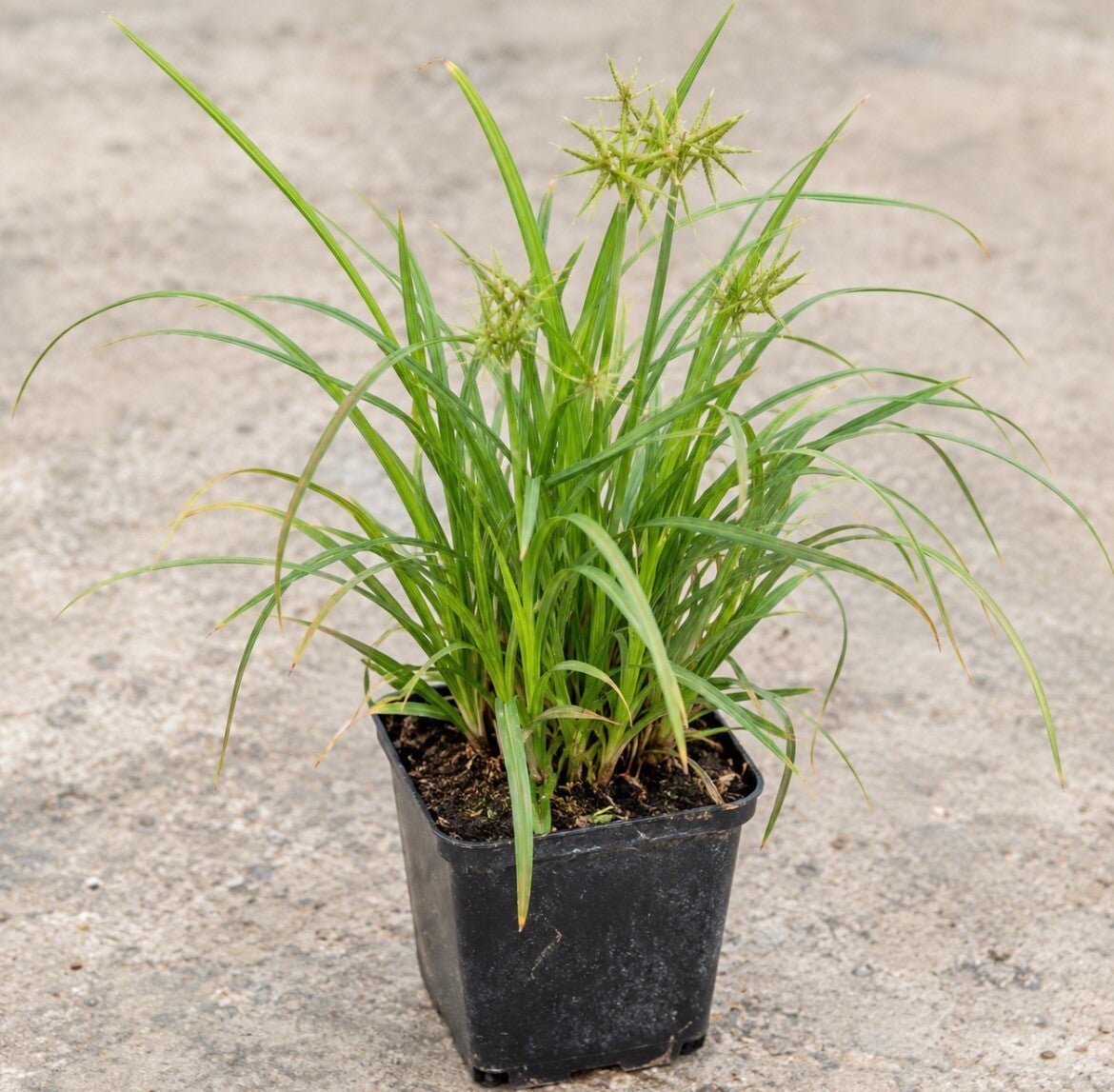 Carex Grayi