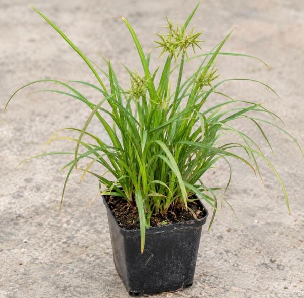 Carex Grayi