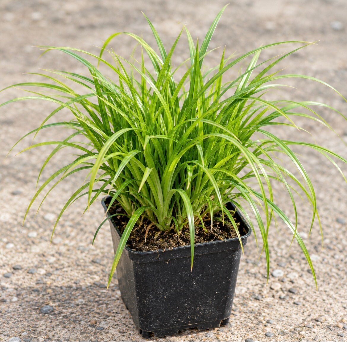Carex Howardii Phoenix Green