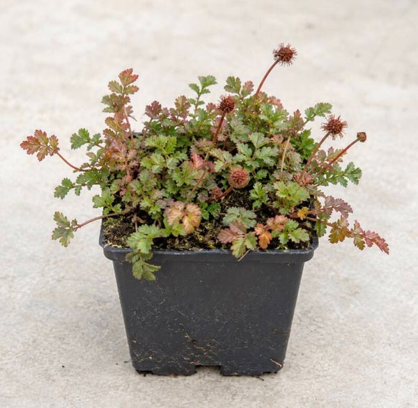 Acaena microphylla Kupferteppich