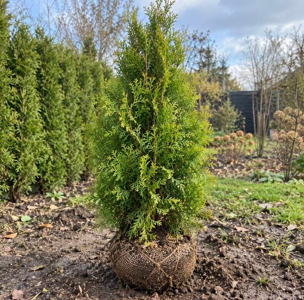 Thuja occ `Brabant` Kluit