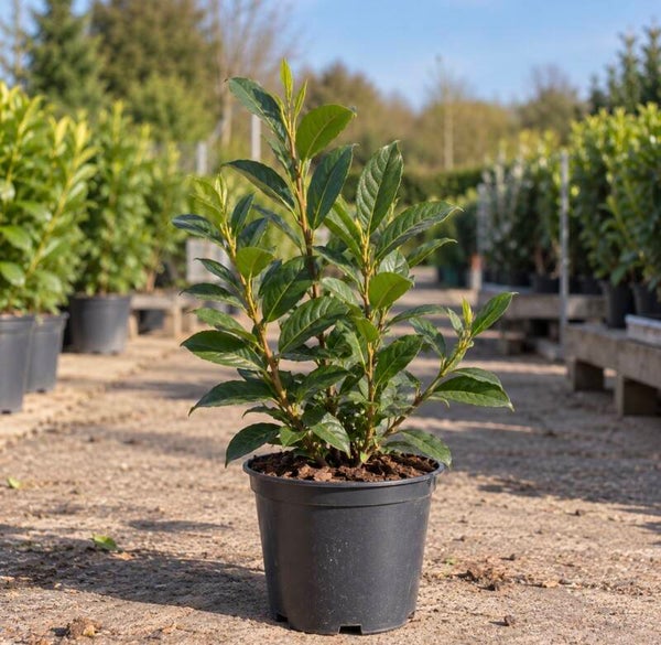 Prunus laur. 'Caucasica'