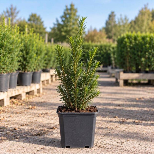 Taxus baccata 20/30 P9