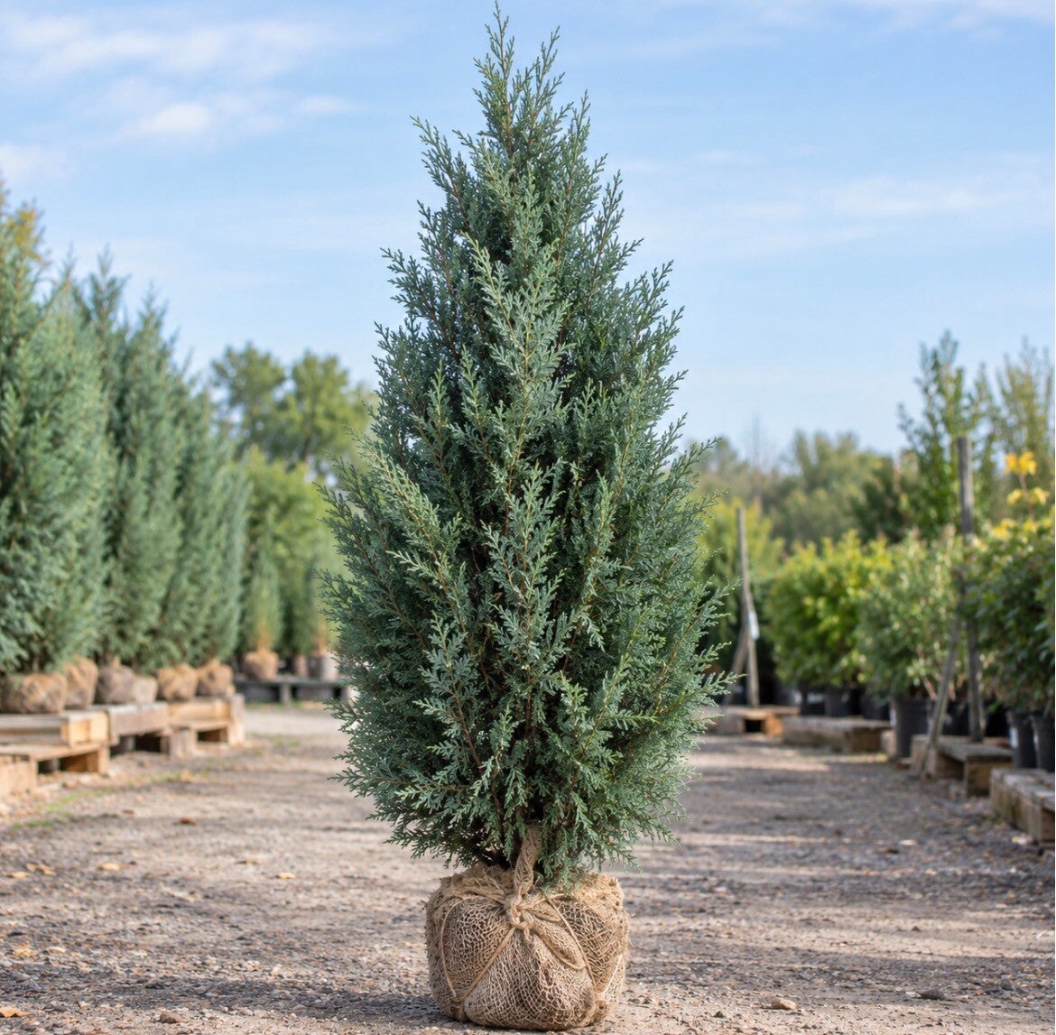 Chamaecyparis lawsoniana "Columnaris" Kluit