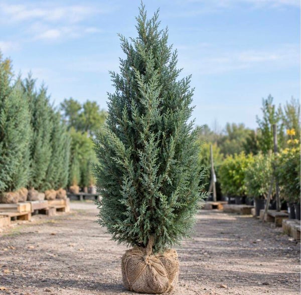 Chamaecyparis lawsoniana "Columnaris" Kluit