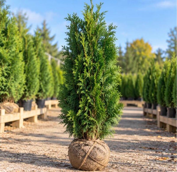 Thuja plicata "Atrovirens" Kluit