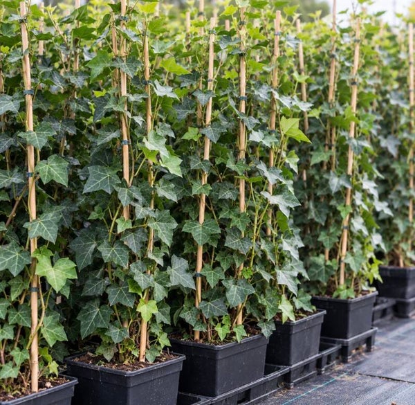 Hedera Hibirnica gestokt