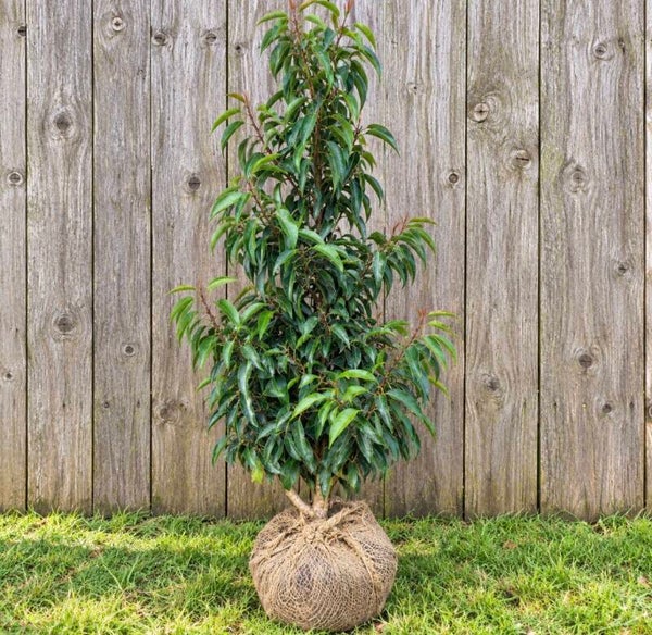 Prunus lus. 'Angustifolia'