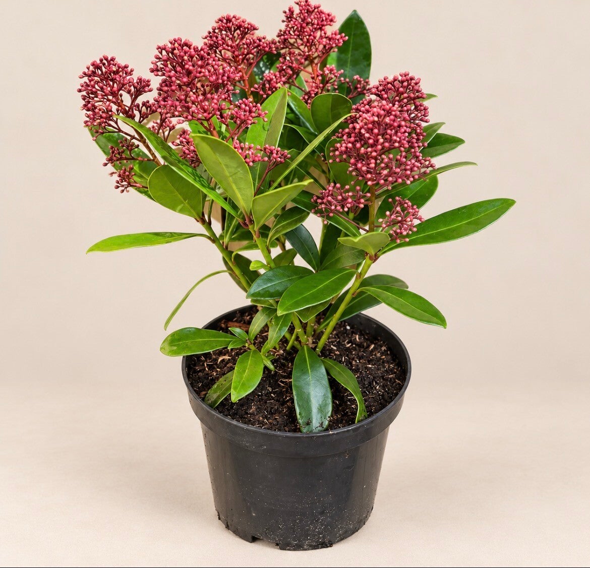 Skimmia jap. 'Rubella', 20-25 C2