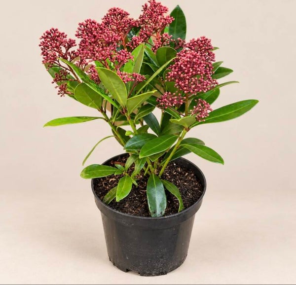 Skimmia jap. 'Rubella', 20-25 C2