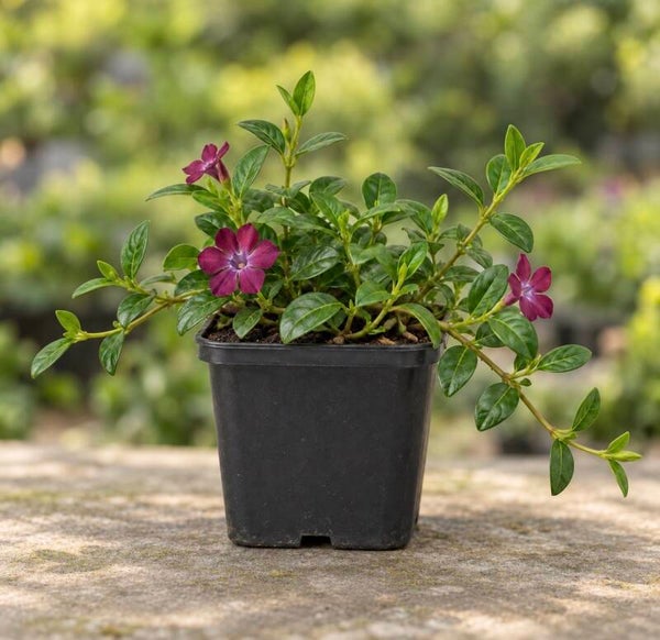 Vinca minor 'Atropurpurea'