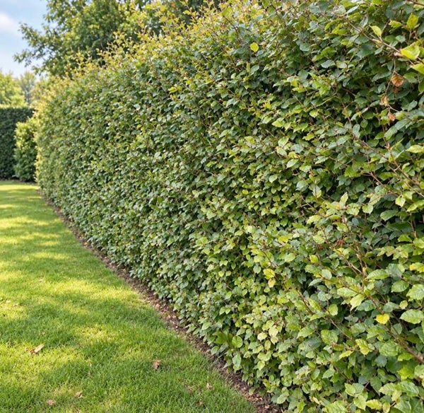 Fagus sylvatica 1+2 blote wortel