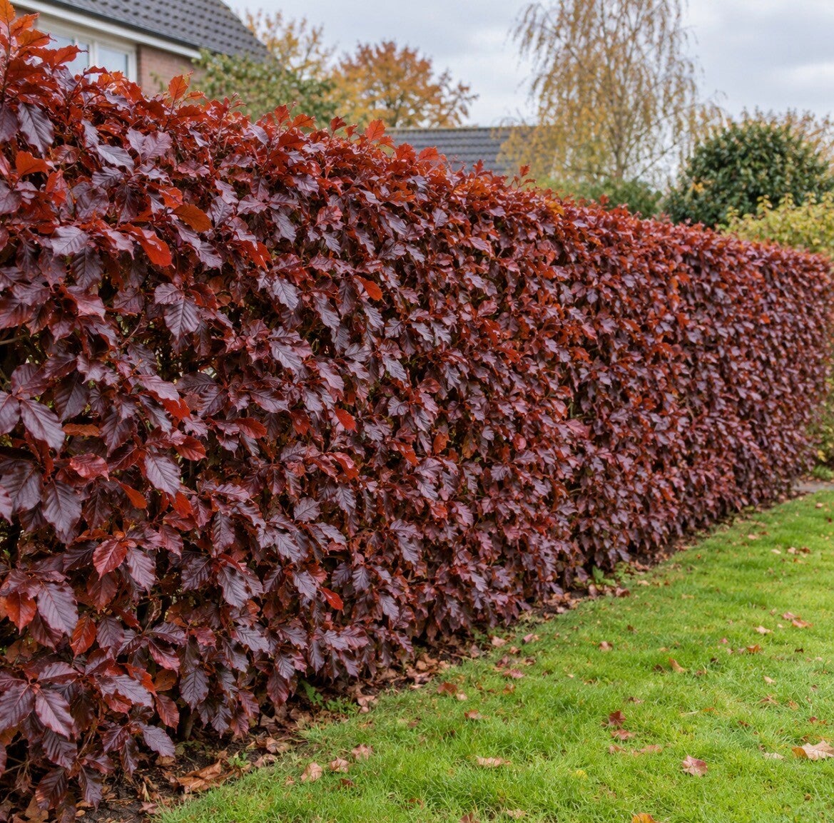 Fagus sylvatica 'Atropunicea' 1+2 blote wortel