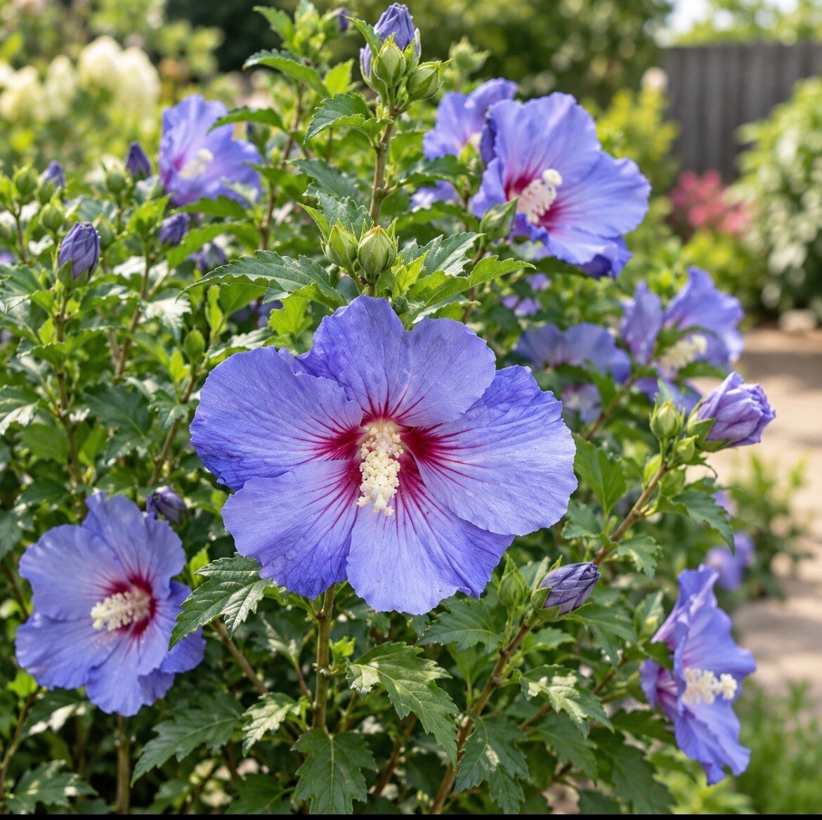 Hibiscus syriacus 'Oiseau Bleu'