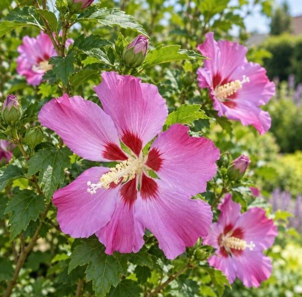 Altheastruik (Hibiscus syriacus 'Woodbridge')