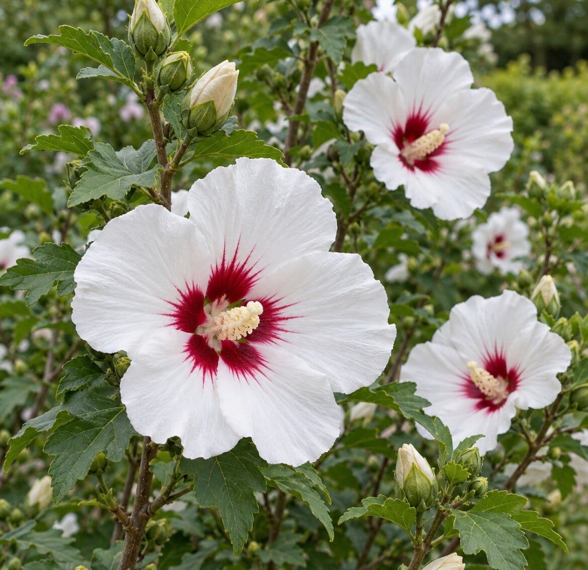 Altheastruik (Hibiscus syriacus 'Red Heart'