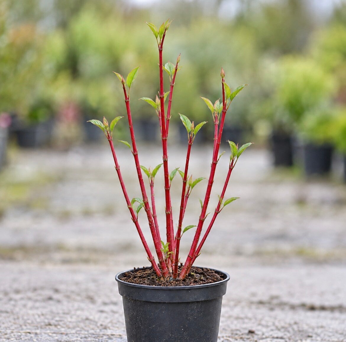 Cornus alba 'Sibirica'  (Kornoelje)