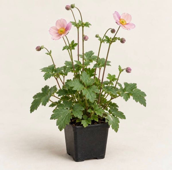 Anemone hupehensis - Herfstanemoon