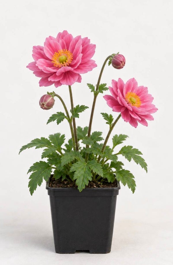 Anemone hyb. ‘Konigin Charlotte’