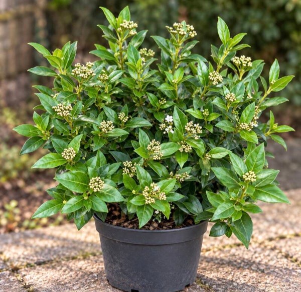 Viburnum tinus – wintergroene sneeuwbal met witte bloemen