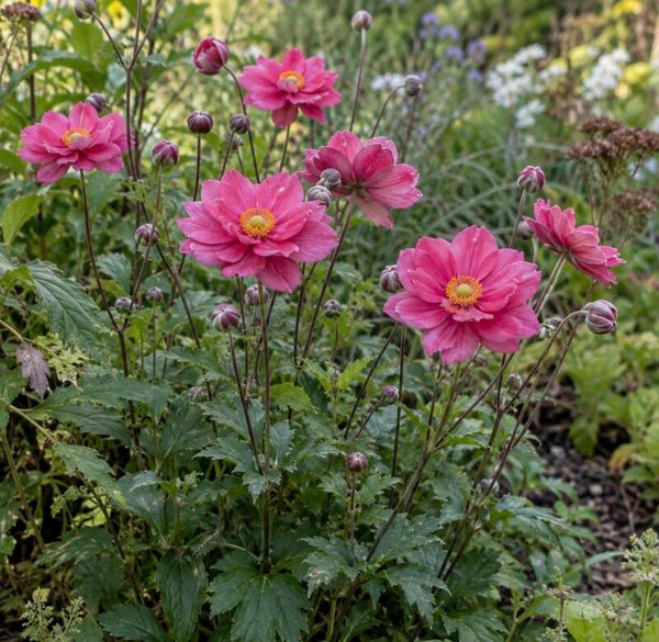 Anemone hybrida ‘Pamina’ – Herfstanemoon P9