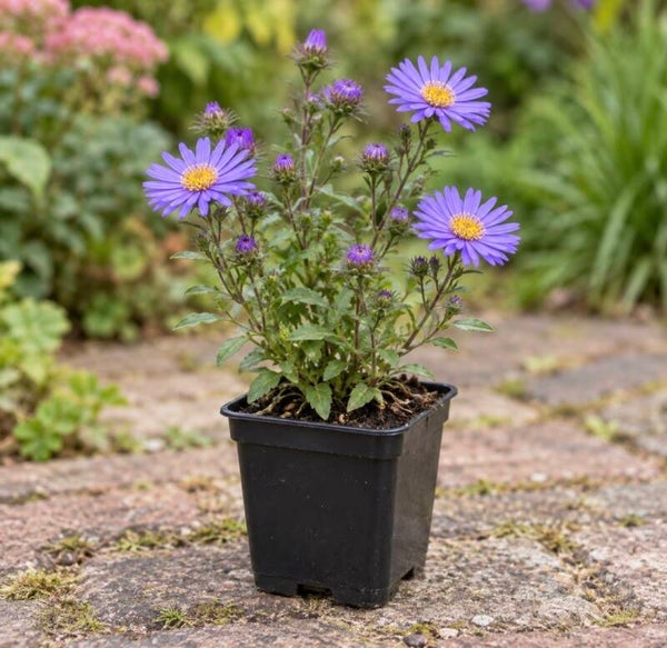 Aster (D) 'Prof. Anton Kippenberg'