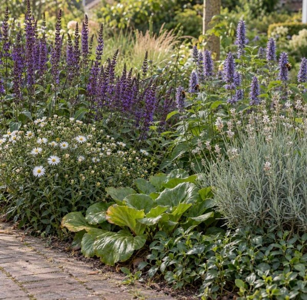 24 vaste planten voor bijen en vlinders – bloeipakket