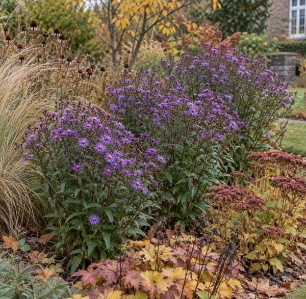 Aster ageratoides ‘Ezo Murasaki’ – herfstaster P9