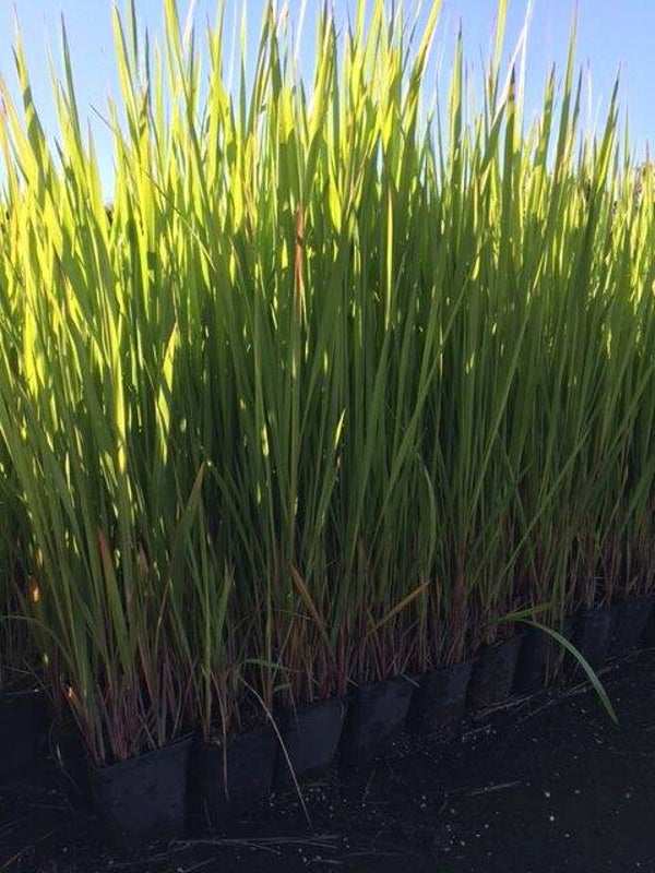 Imperata Cylindrica